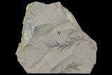 Metasequoia (Dawn Redwood) Fossils - Montana #85755-1